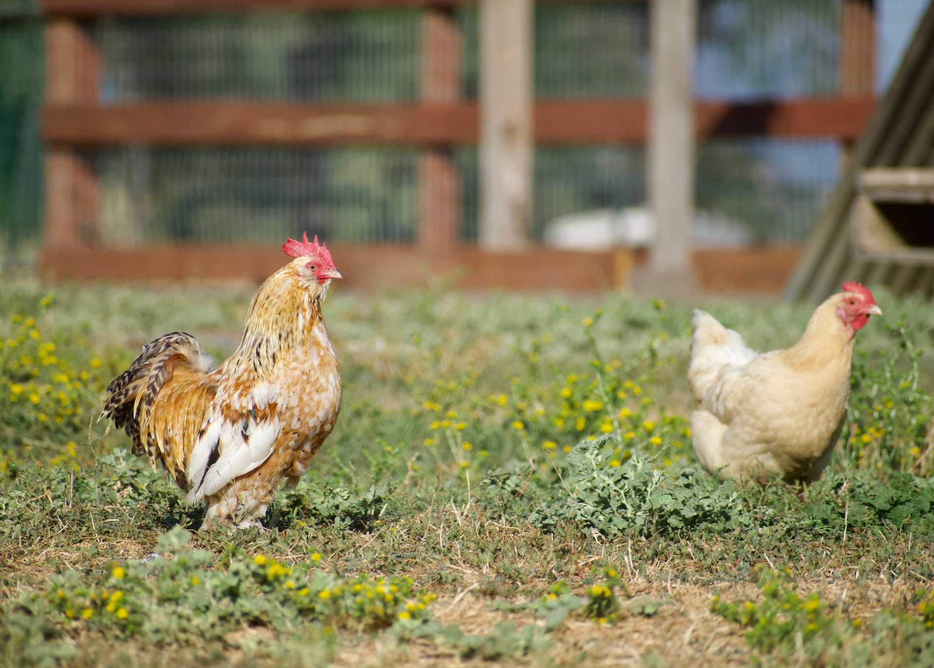Free-range chickens roaming on open pasture