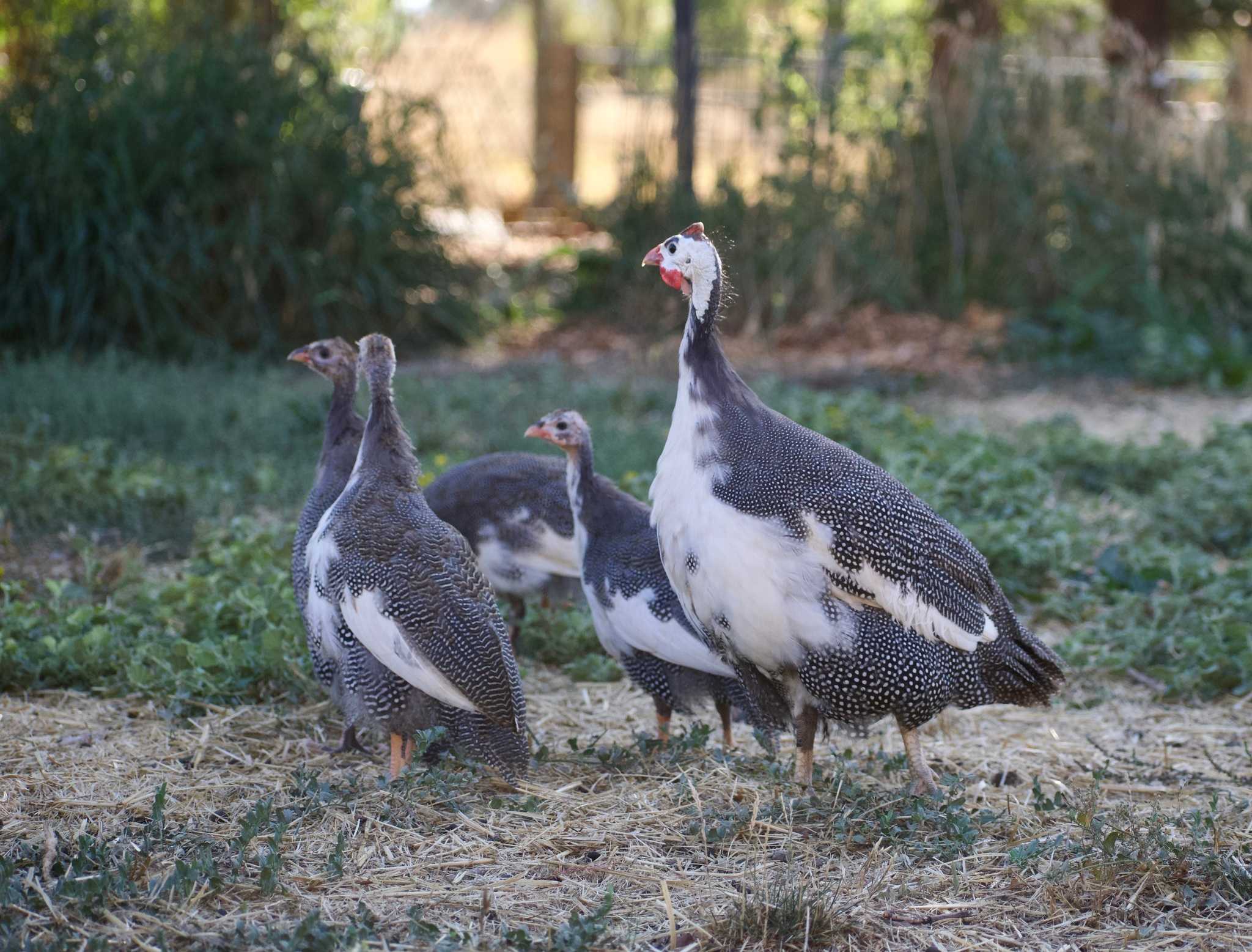 Guinea fowl on the farm
